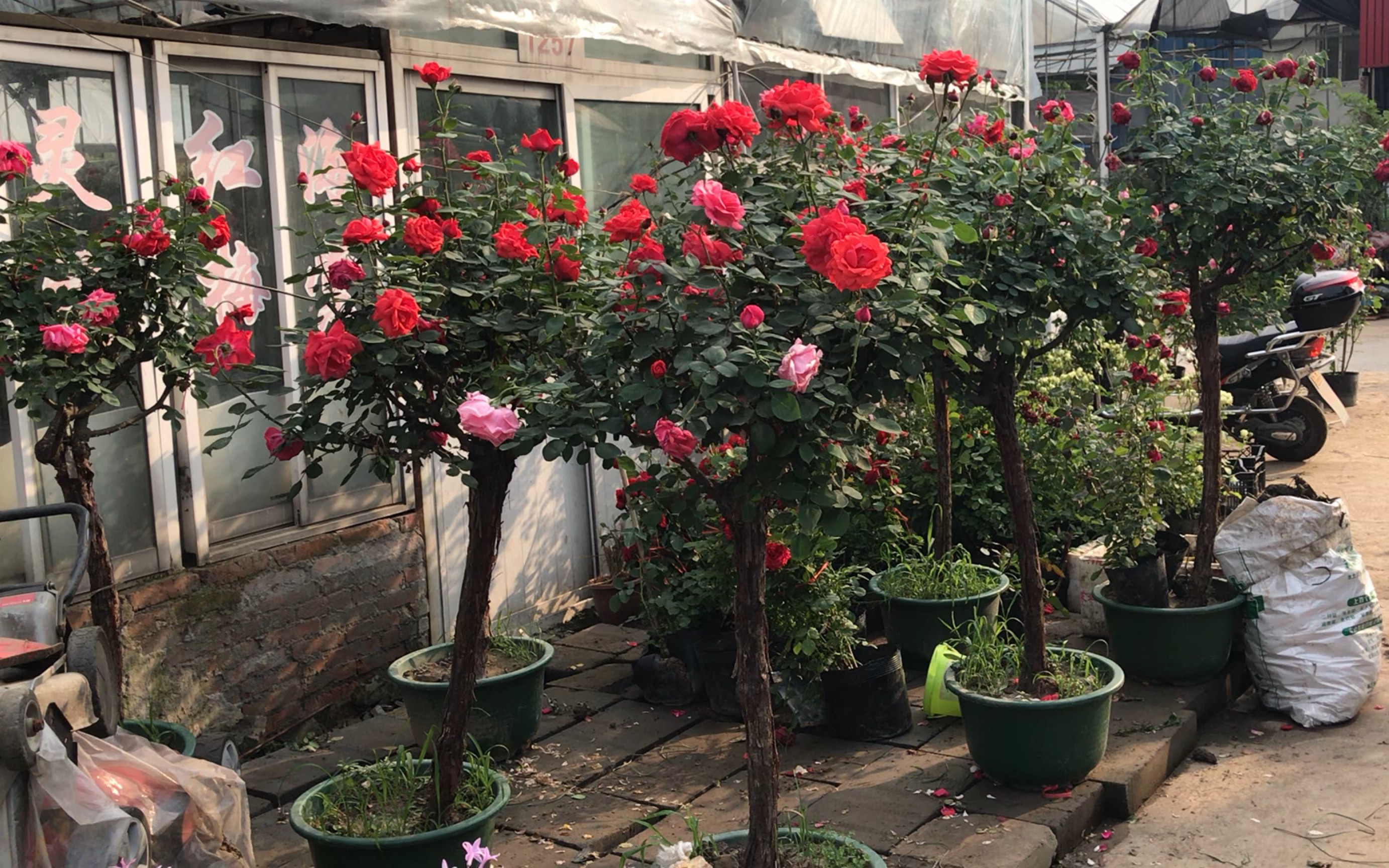 花市的山木香树状月季嫁接手法简单愈合也非常不错