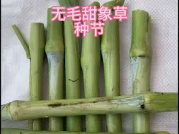 Download Video: 高清甜象草种节，看起来是不是很舒服？