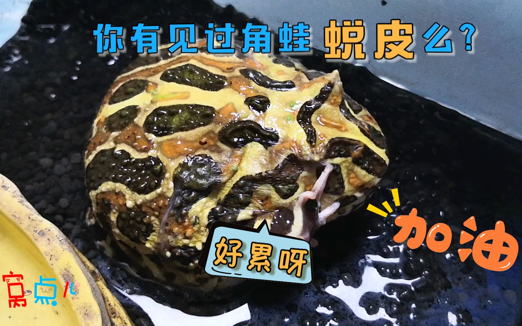 窝点儿震惊你见过角蛙蜕皮么