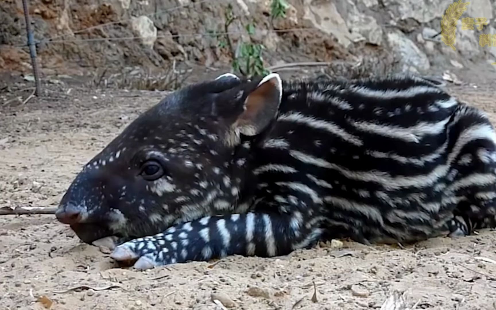 活动  来自上古的神兽貘