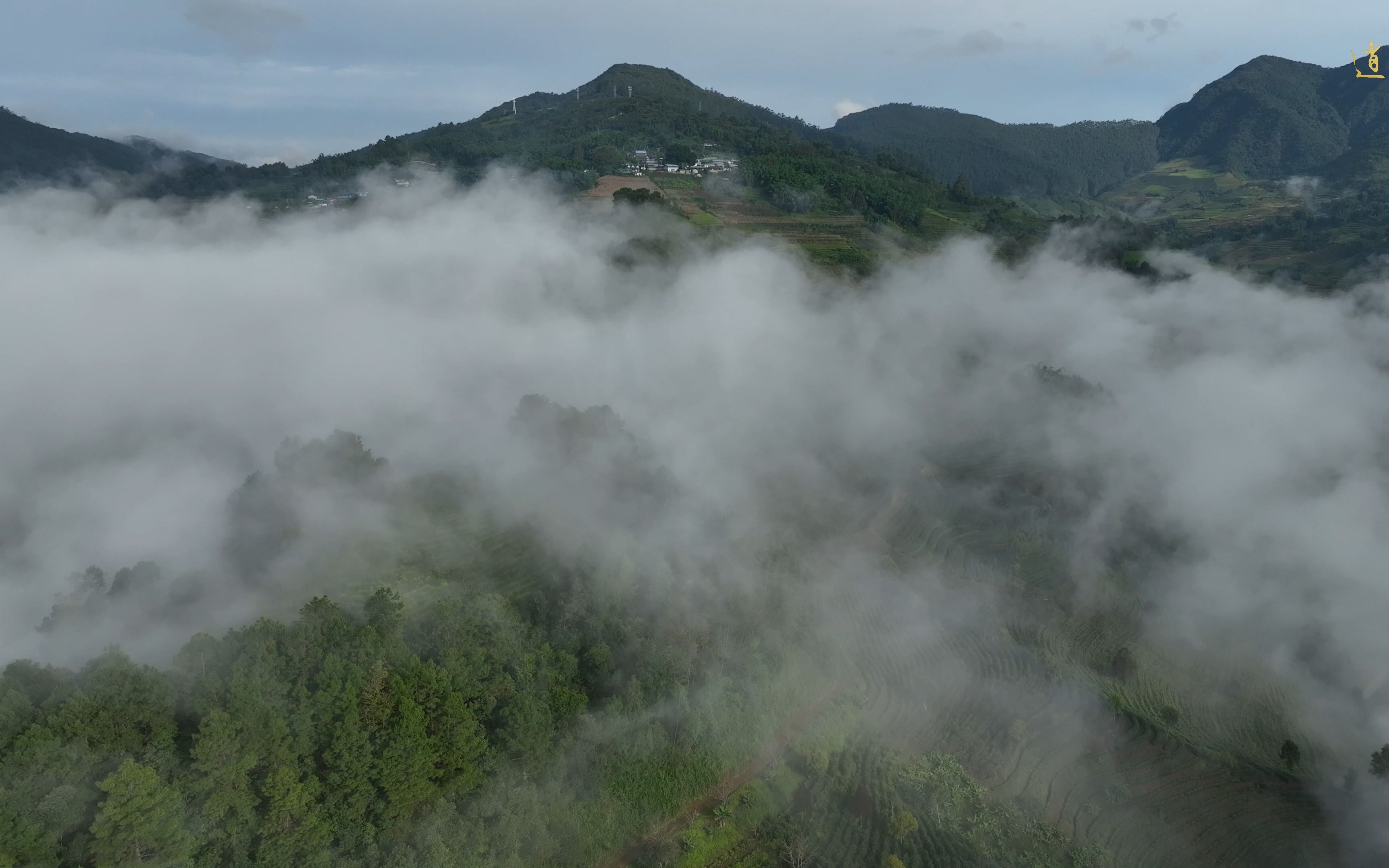 [图]高山茶有韵，云雾心无尘