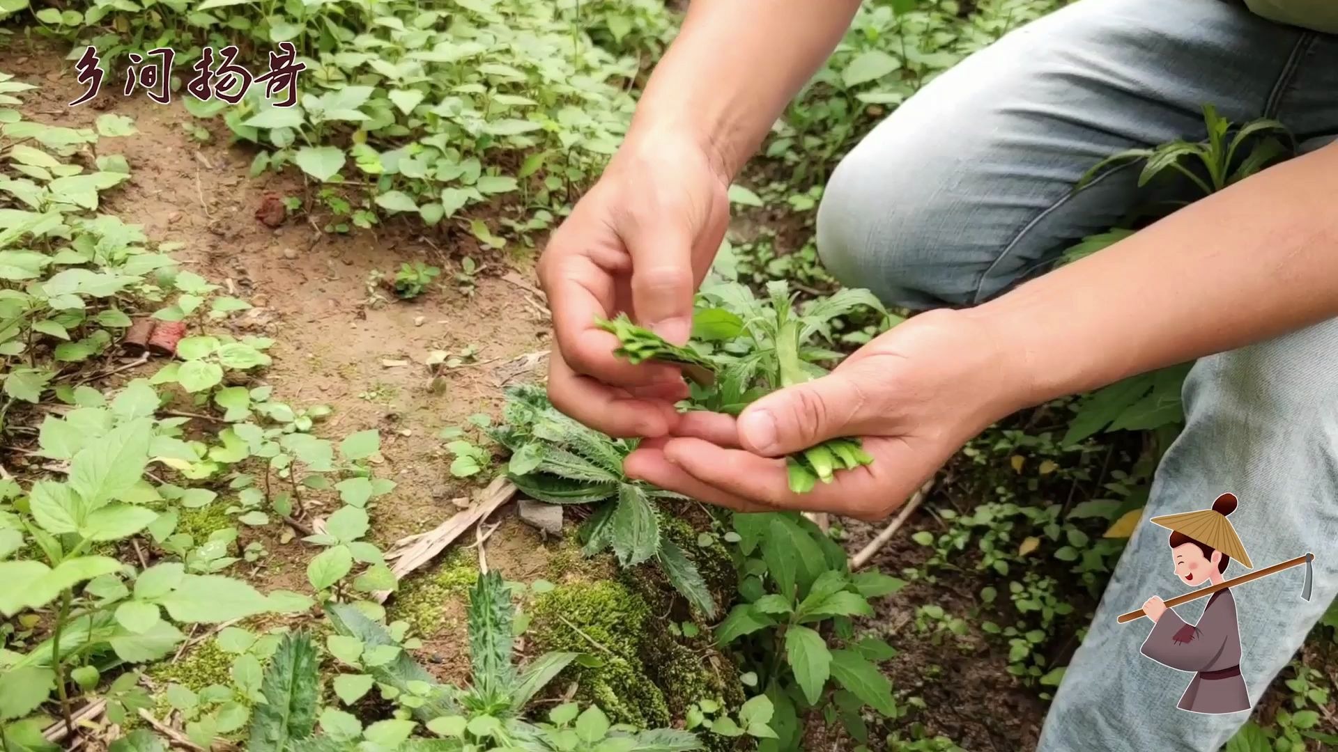 广西白话“盐西”和芫茜有什么区别?扬哥教你认香菜,一摘一个准哔哩哔哩bilibili