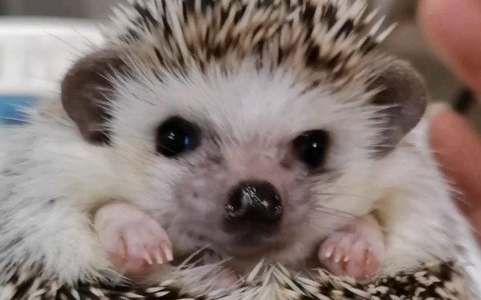 崽子们的怼脸可爱瞬间