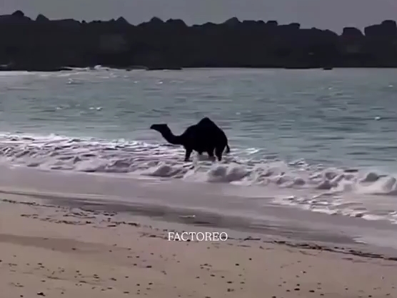 骆驼第一次看到海洋时的反应。