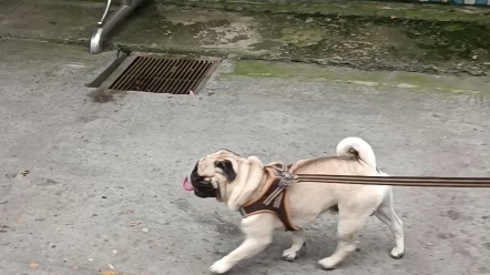 活动  走路顺拐的小狗