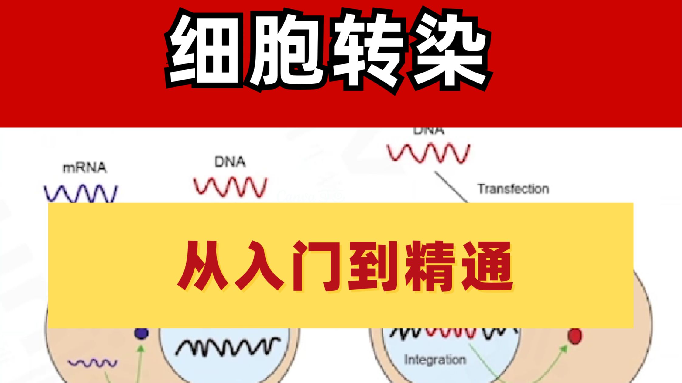Cell Transfection Complete Guide: Principles to Optimization