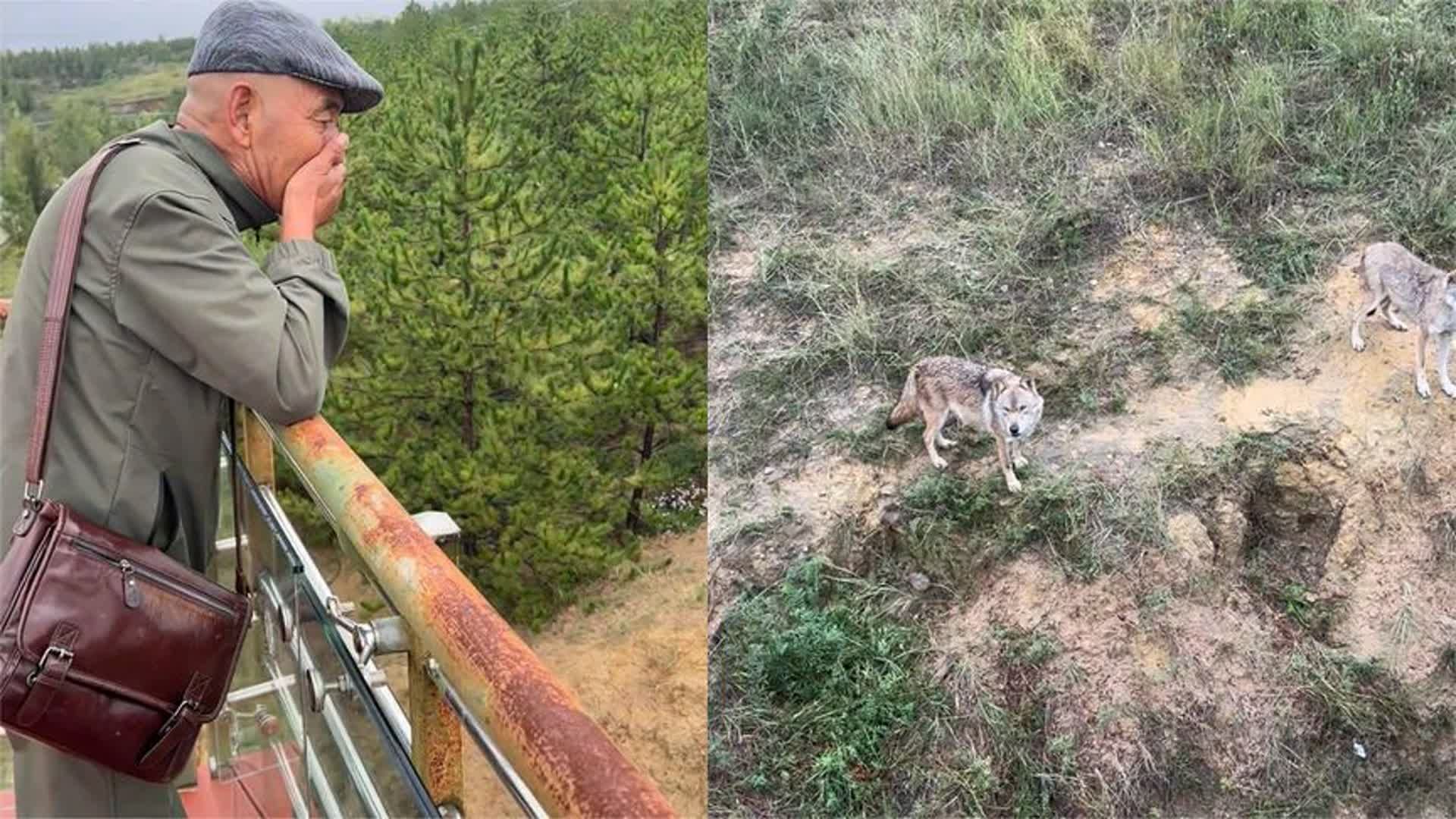 老人在动物园用口技召唤狼群,狼群飞奔而来,女婿:他以前是猎人哔哩哔哩bilibili