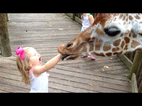 [图][全球最热动物搞笑集] FORGET CATS! Funny KIDS vs ZOO ANIMALS are WAY FUNNIER! - TRY NOT TO