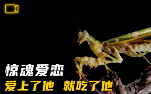 [图]螳螂交配揭秘：母螳螂吃了公螳螂，它还怎么受孕？