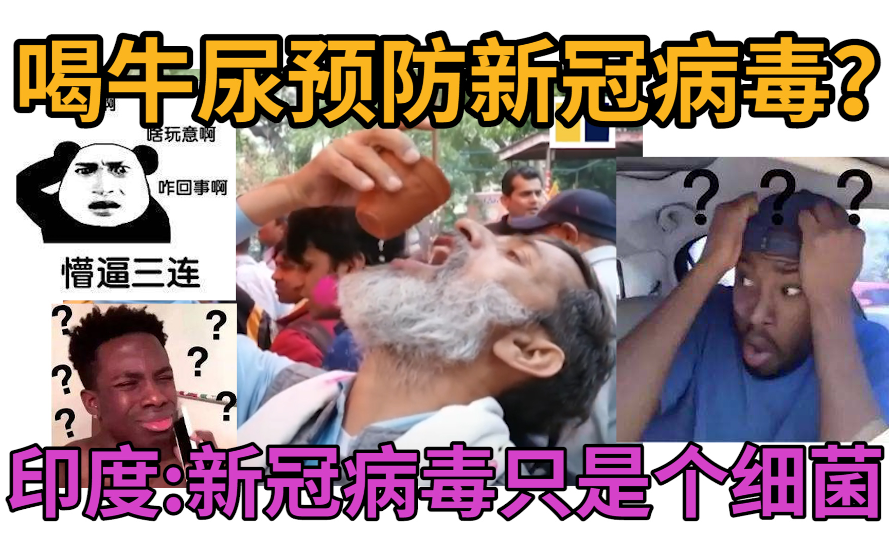 喝牛尿预防新冠病毒?老外:这就是病毒存在的原因!