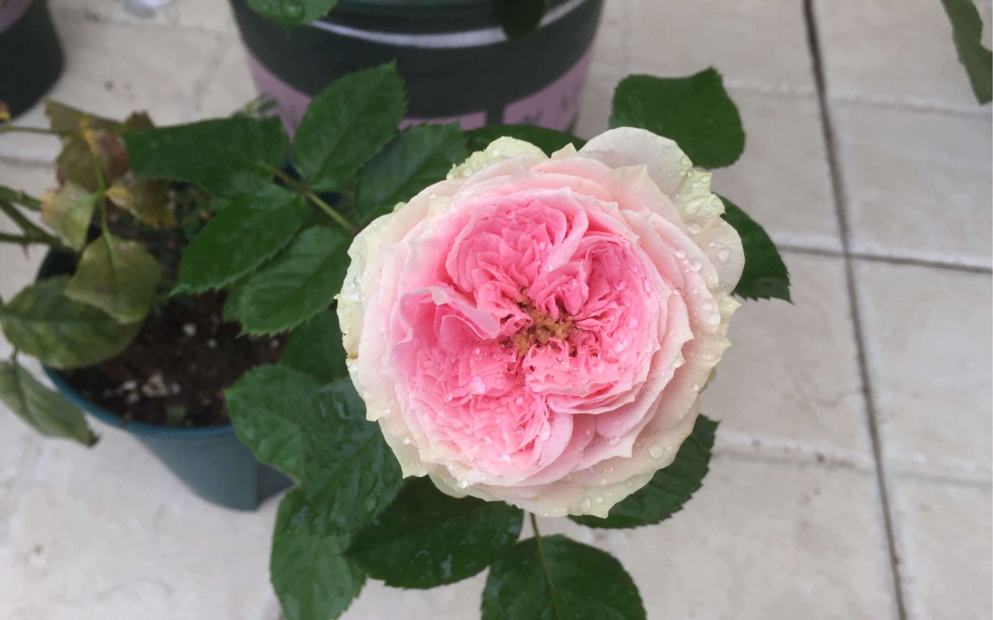 绒球门廊月季最抗病的月季品种柔嫩的外表下是一颗坚强的心