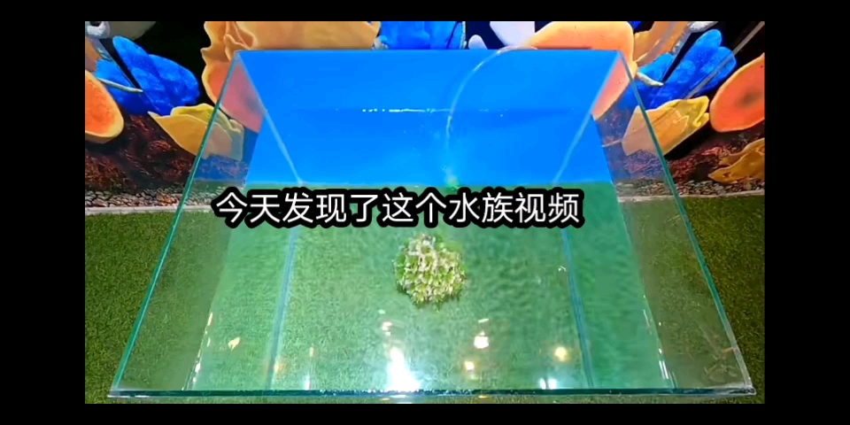 吐槽某水族视频哔哩哔哩bilibili