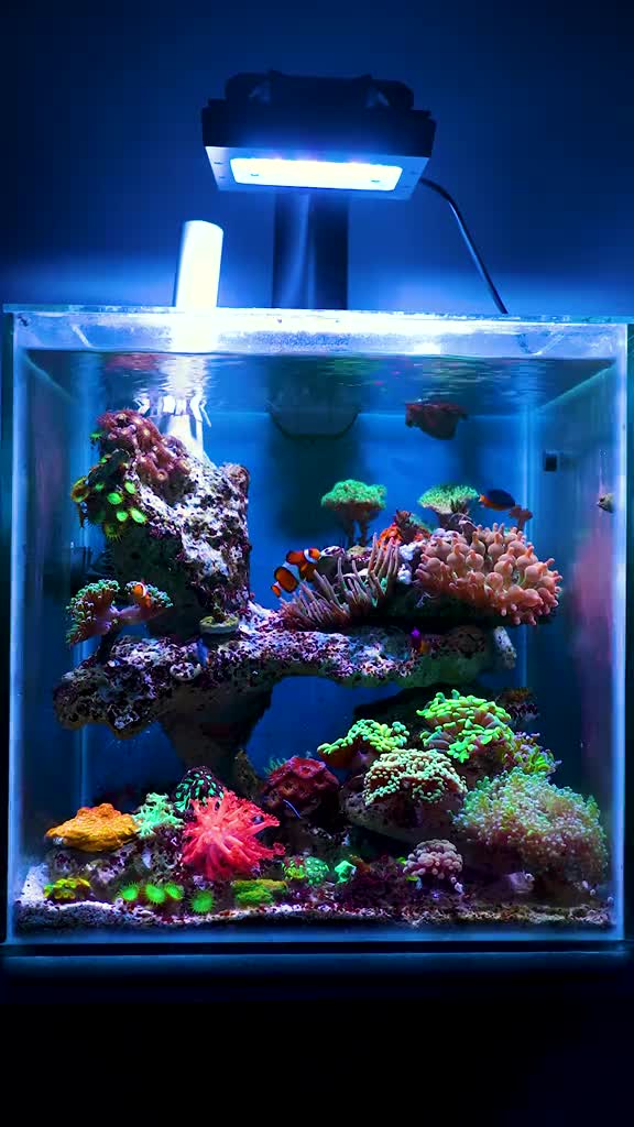 海水缸