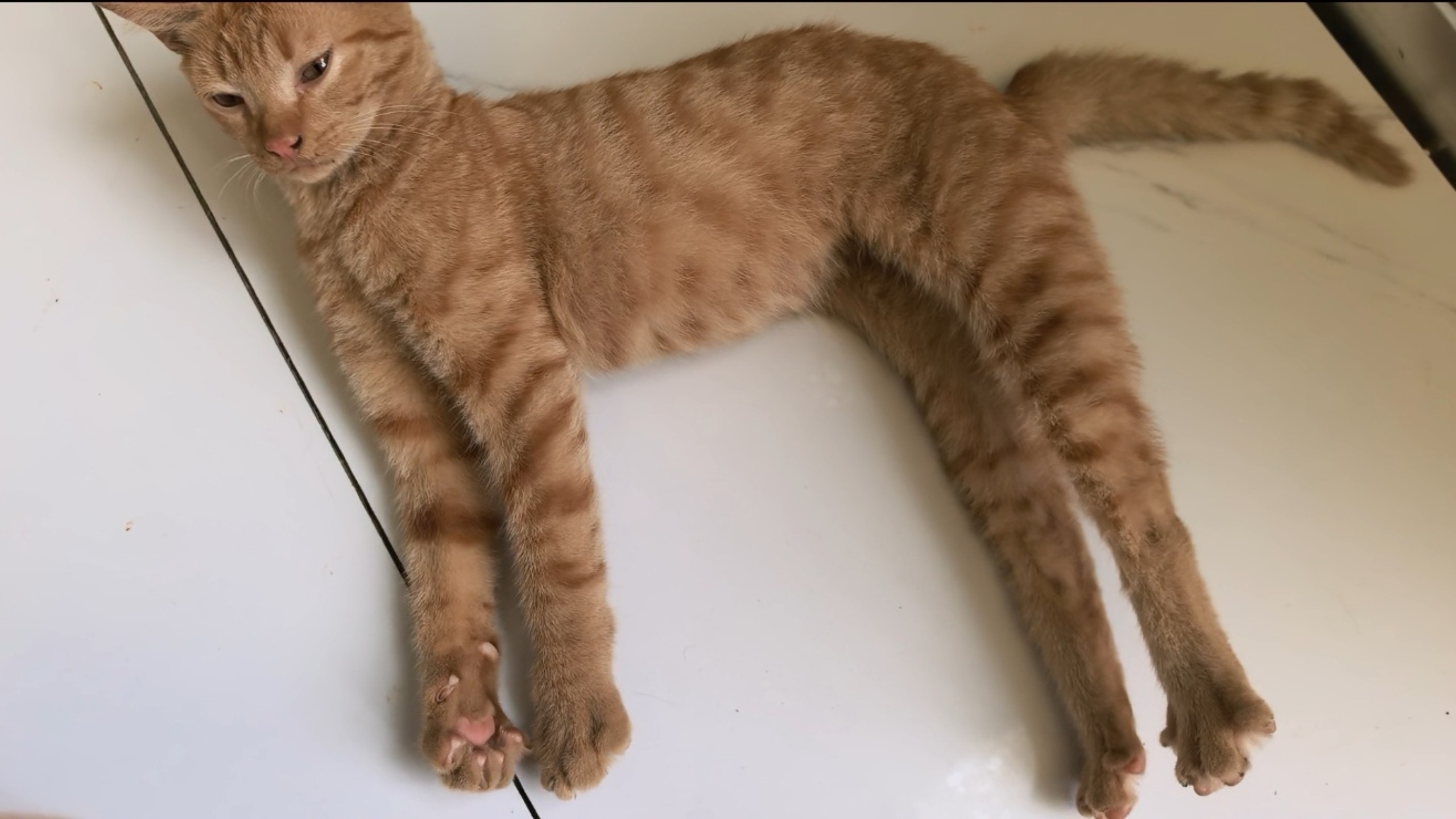 此猫就这样超绝不经意展示它的大长腿