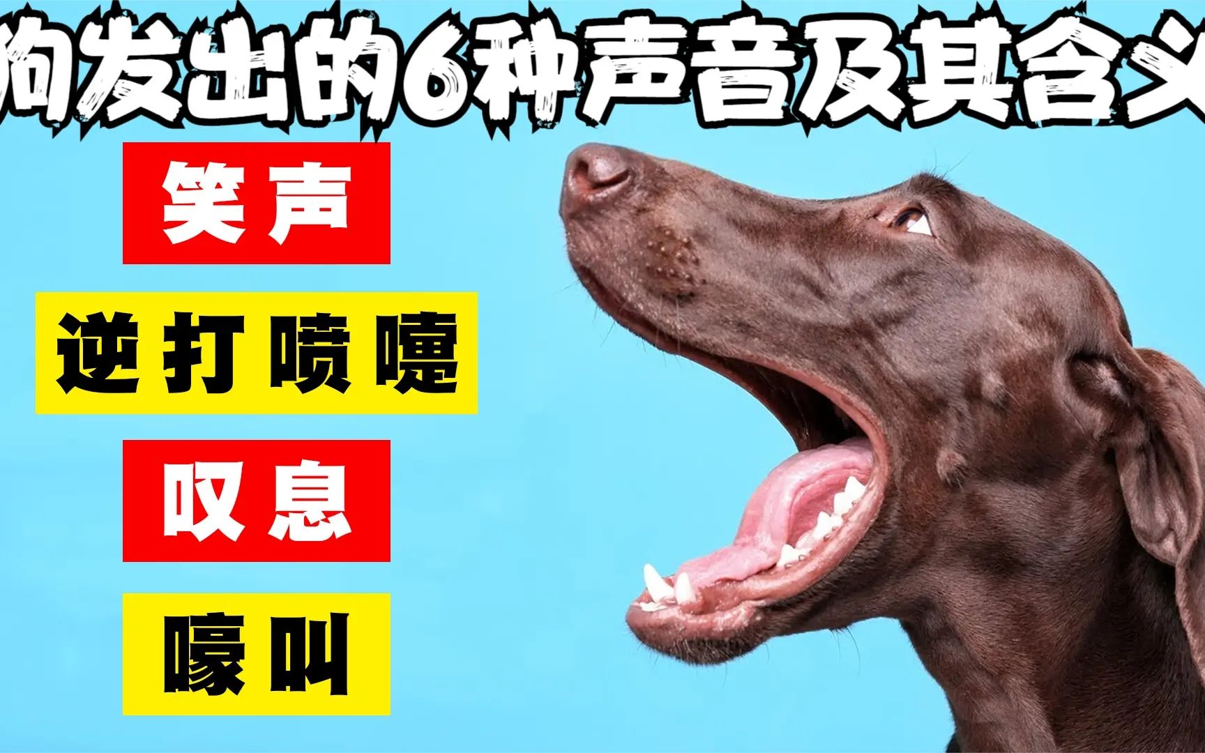 科普:狗发出的6种声音及其含义_哔哩哔哩_bilibili