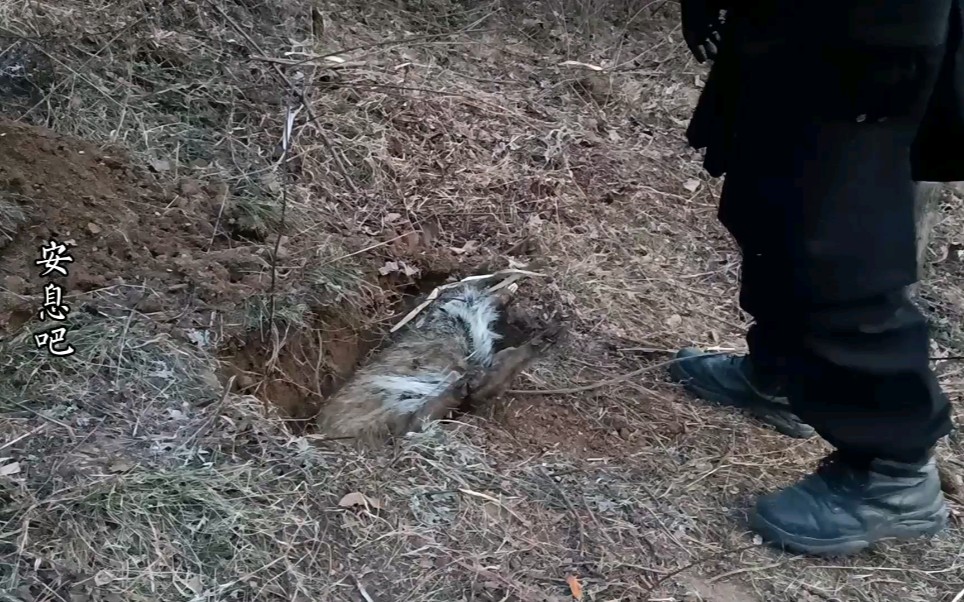 隐居在终南山的道人发现冻死的野猪,给埋了,难道动物也讲入土为安?