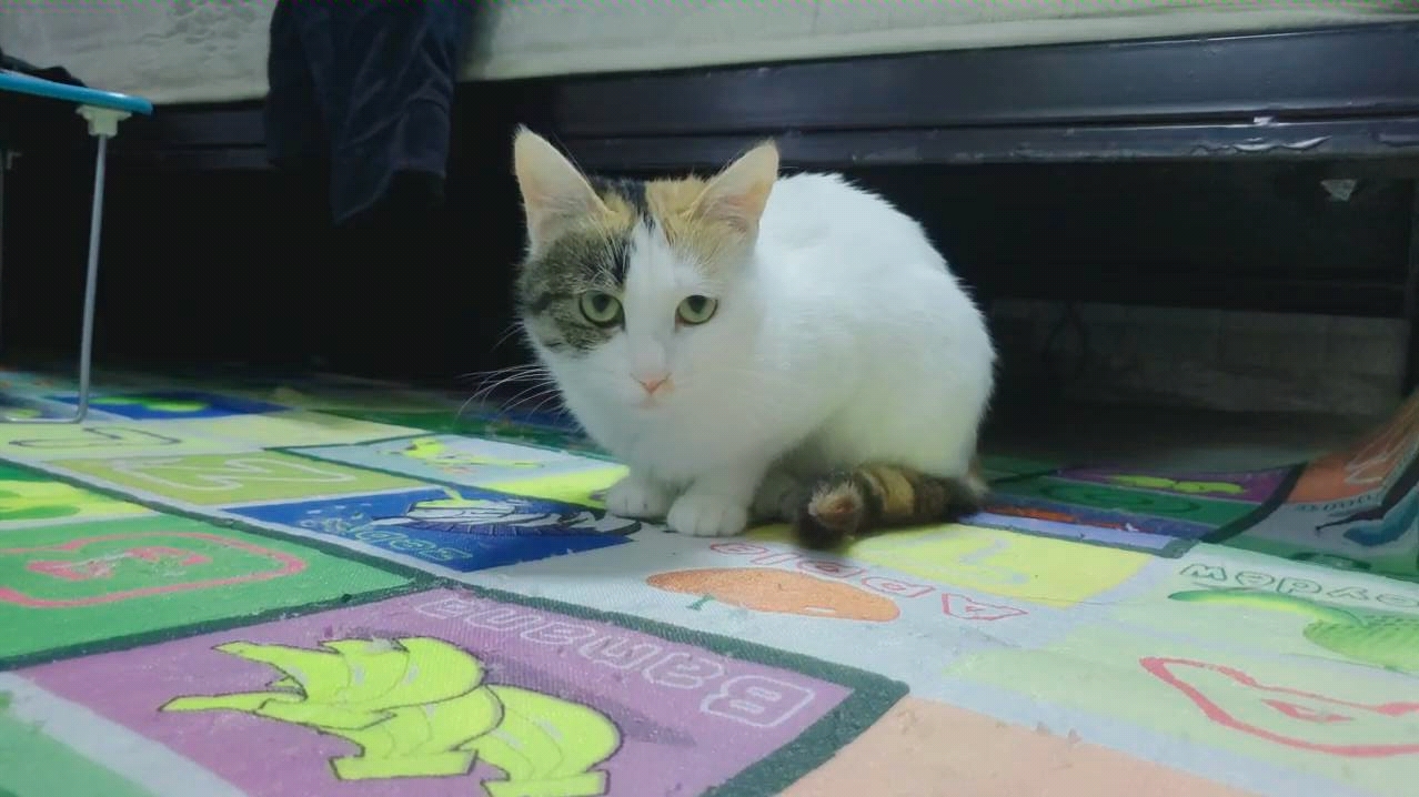 一只叫瓜皮的狗子