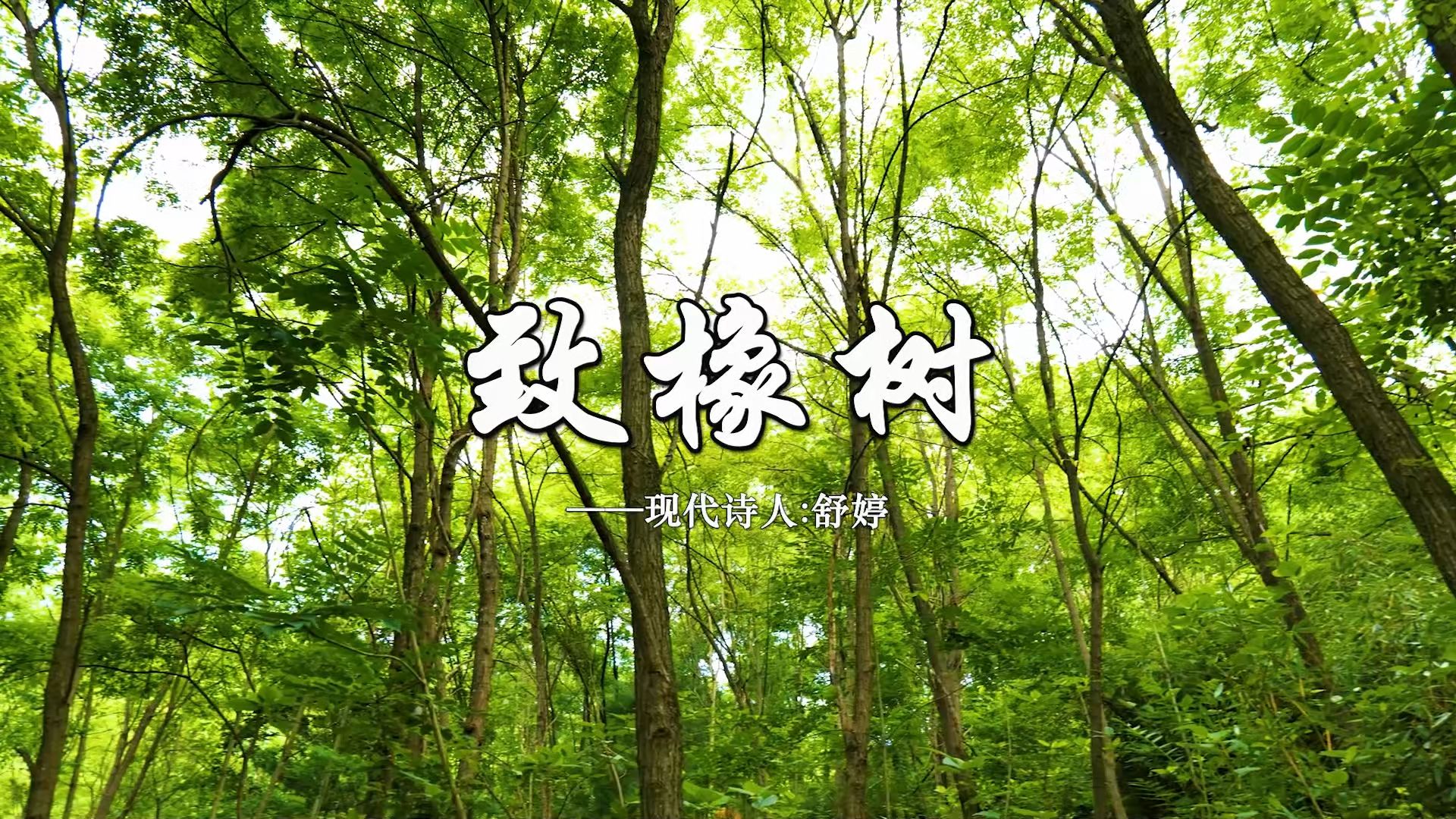 舒婷【致橡树】朗诵配乐朗读伴奏舞台演出舞台大屏幕背景视频素材