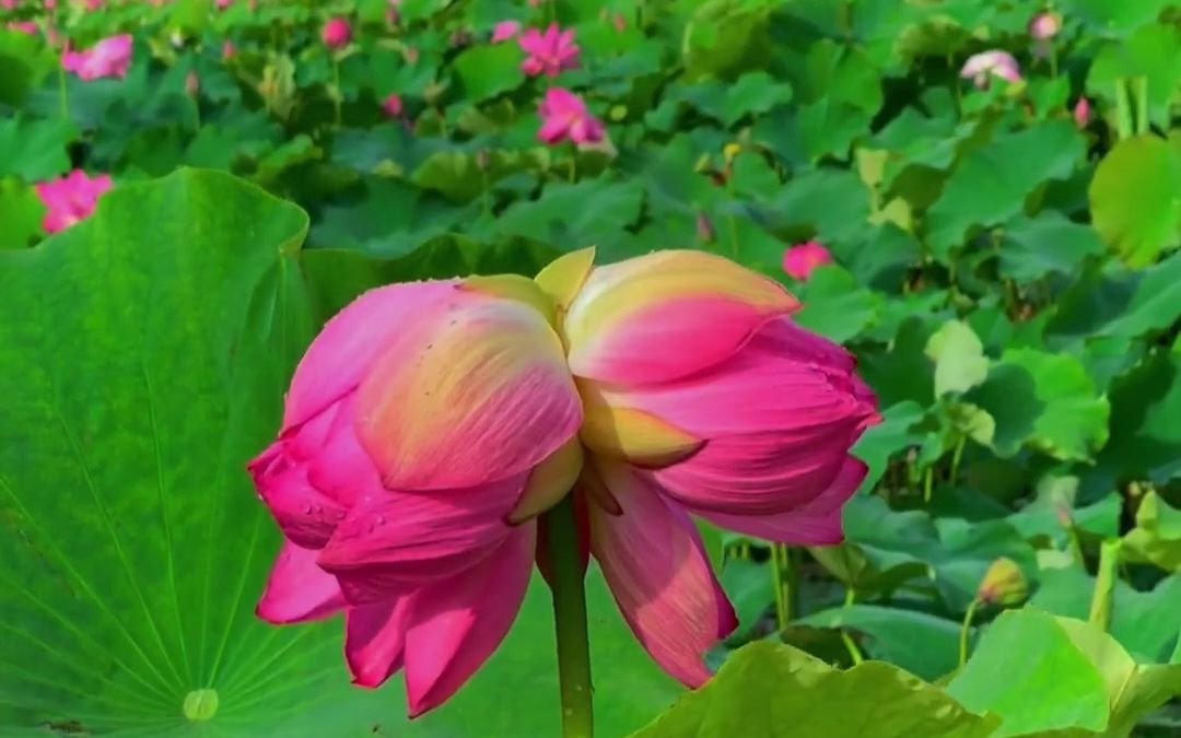 [图]普者黑再现珍惜并蒂莲 “花开并蒂，好运连连”