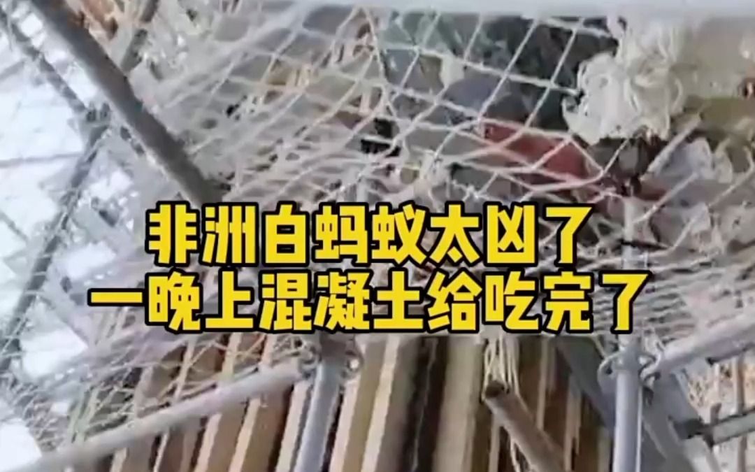 非洲白蚂蚁挺厉害的呀,一晚上把混凝土吃完了?