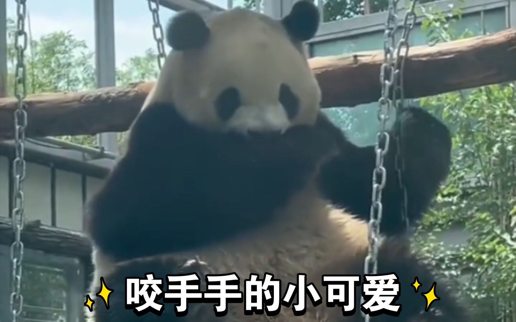胖大海是不是跟萌兰学的咬手手~【大熊猫】