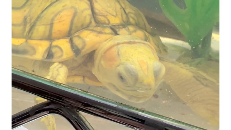 彩色蜡笔 巴西龟里的颜值担当