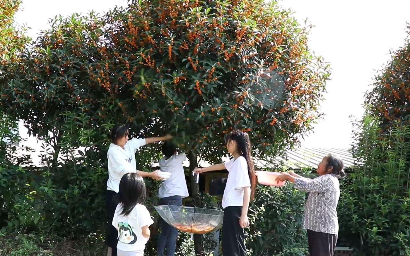 金黄的桂花开了,孩子们一起摇桂花,下起了一阵阵桂花雨,好香呀#桂花香#哔哩哔哩bilibili