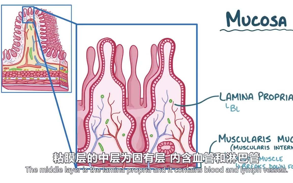 胃肠解剖学与生理学哔哩哔哩bilibili