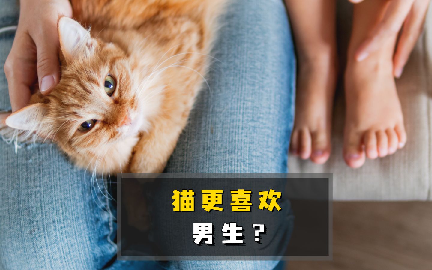 [图]揭秘：猫咪更喜欢男生的原因