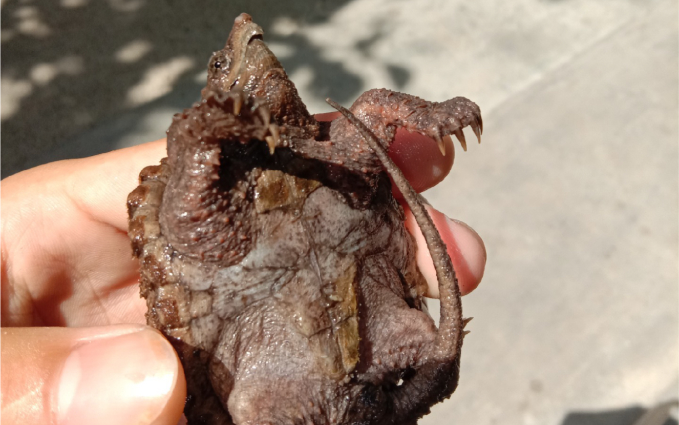 【大鳄开箱】开箱一只错甲增生的大鳄 取名小歪仔