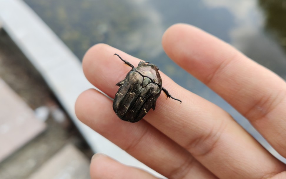 惊了,10月底了居然还能在野外捡到星花金龟