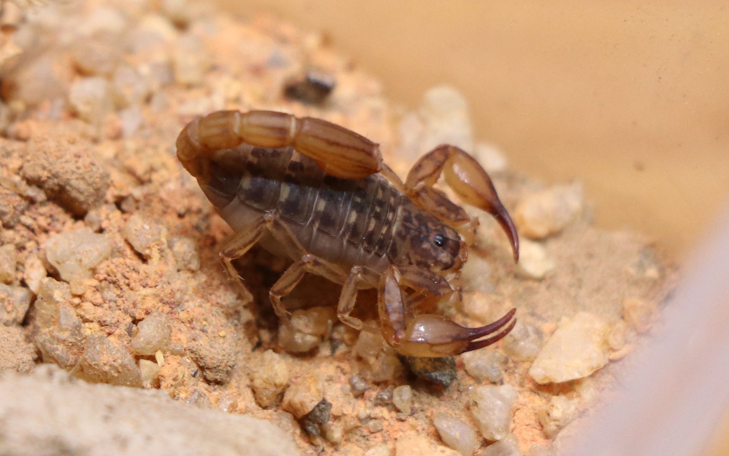 【蝎子】个人描述并发表的中国蝎目一新属新种,索氏钳蝎(qianxie sole