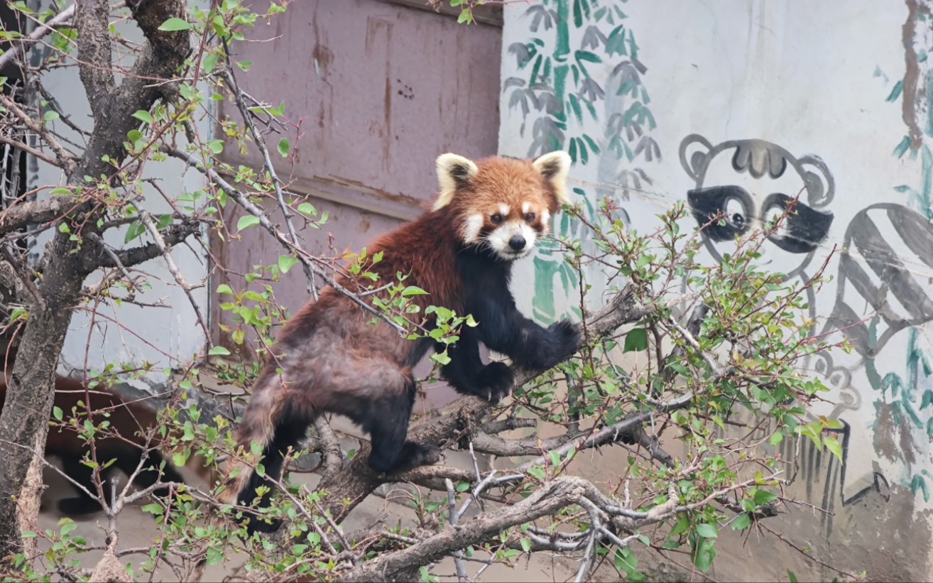 西宁野生动物园