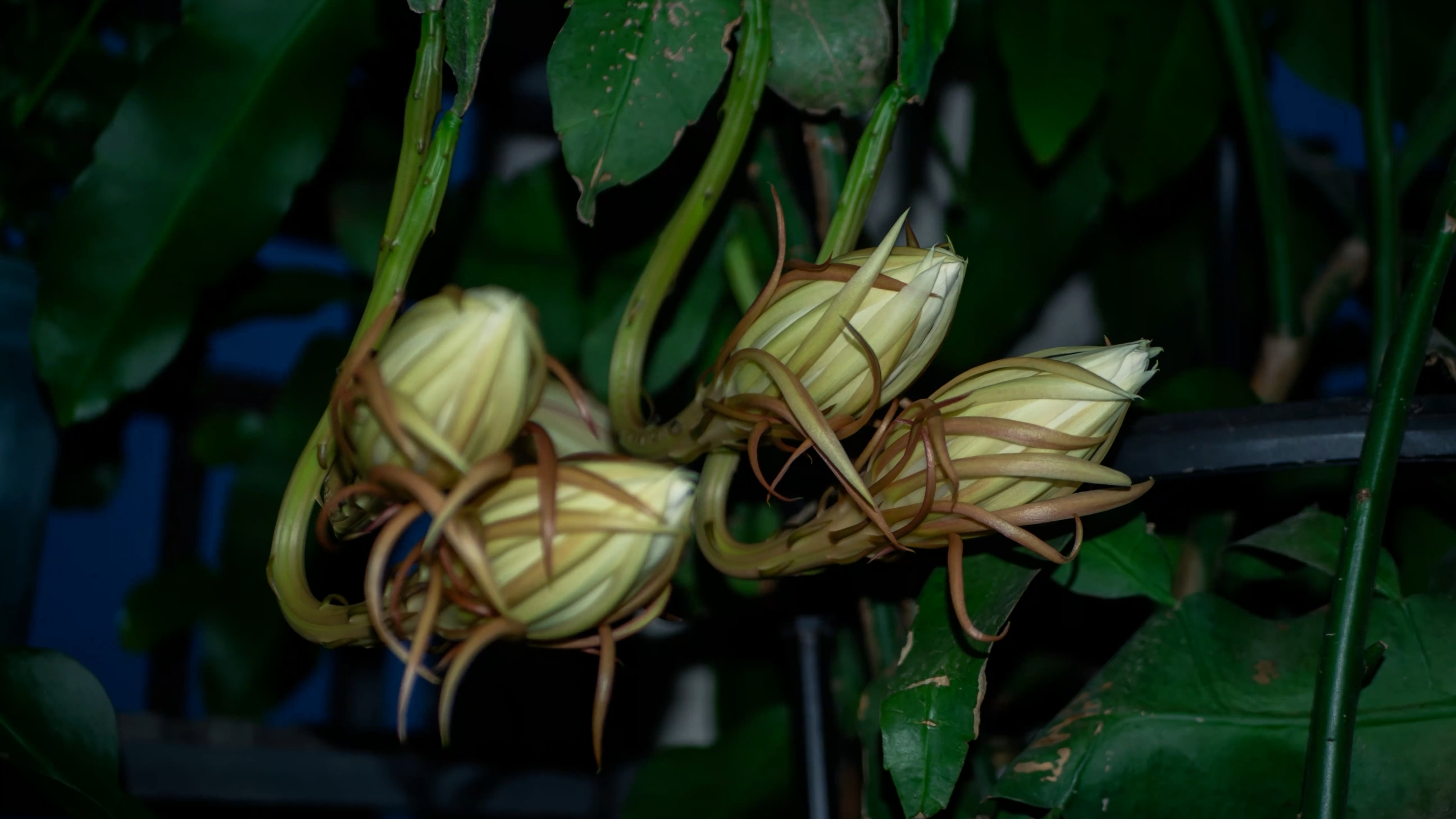 昙花延时摄影拍摄教程，技巧大全