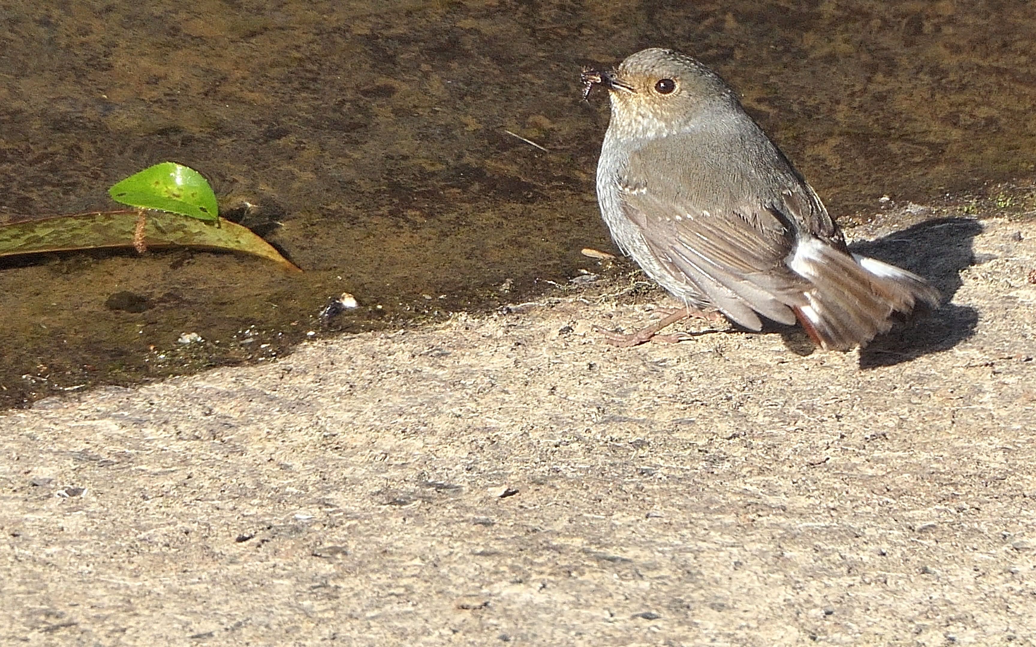 河边可爱的红尾水鸲雌鸟