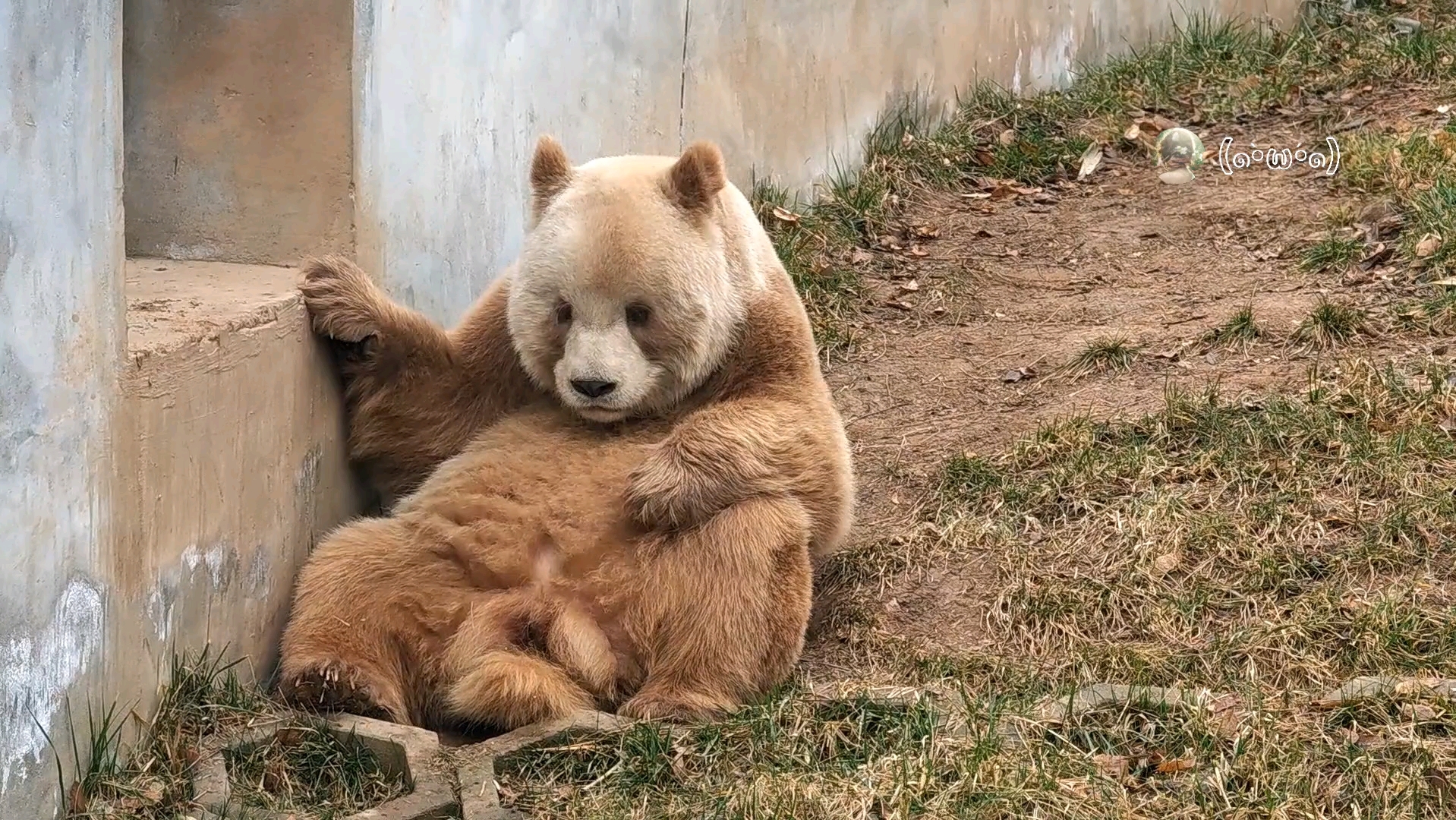 【大熊猫七仔】社交达熊没人理,哼哼唧唧好失落09