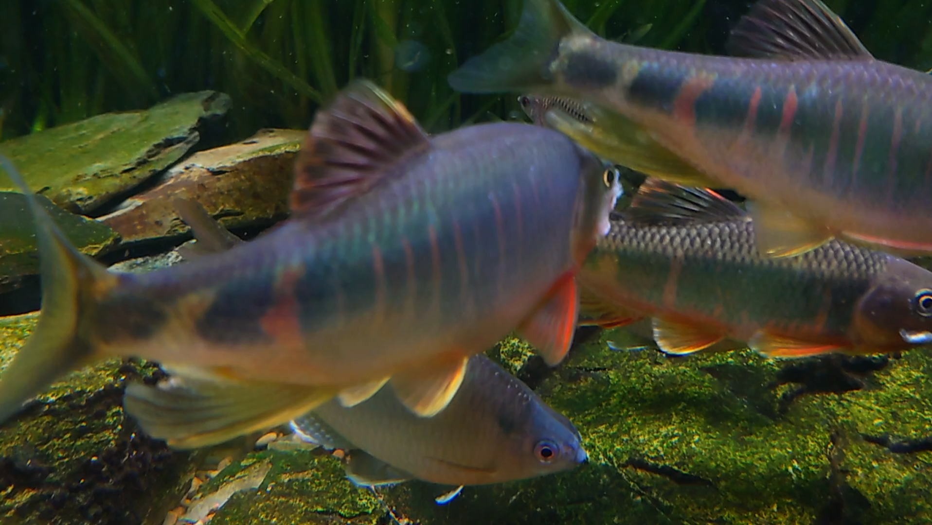 原生鱼-类高屏鱲