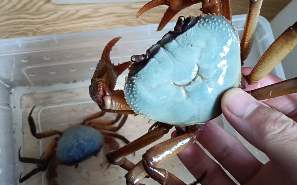 【中印溪蟹】(开箱)来开箱一对中印溪蟹,天气太冷了,还是冻僵了