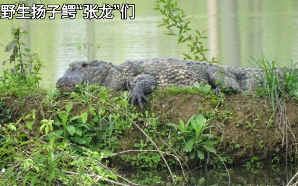 好听,张龙们温暖的家.—— 野生扬子鳄张龙守护者 护鳄世家哔哩哔哩bilibili