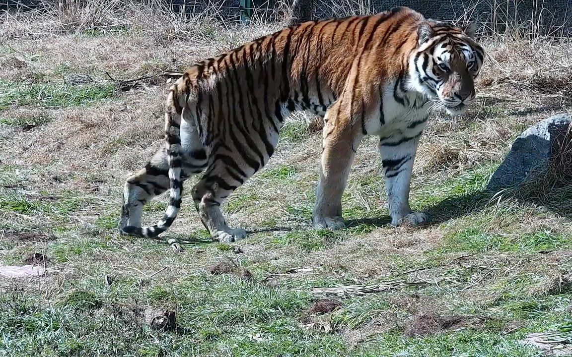 看老虎 90年代动物世界片头片尾曲