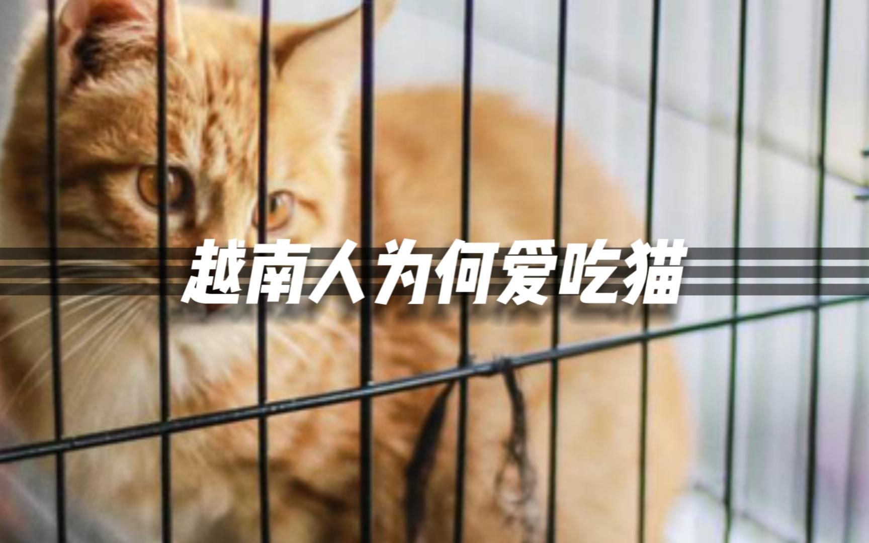 猫肉真的能吃吗?越南人为何那么爱吃猫哔哩哔哩bilibili