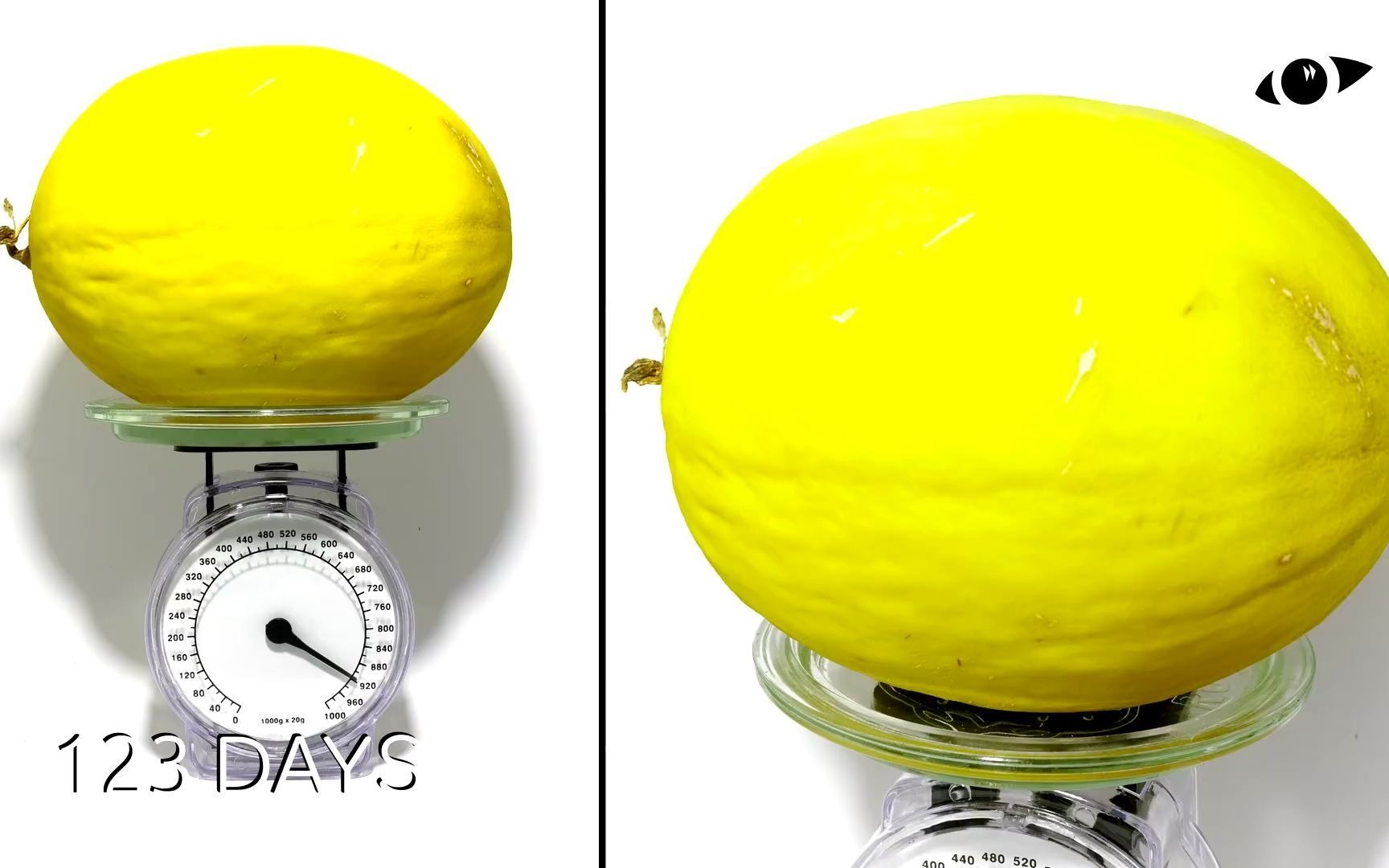 食物腐败过程腐烂前和腐烂后的重量对比