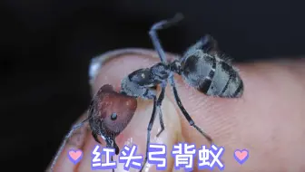 红头弓背蚁干货视频