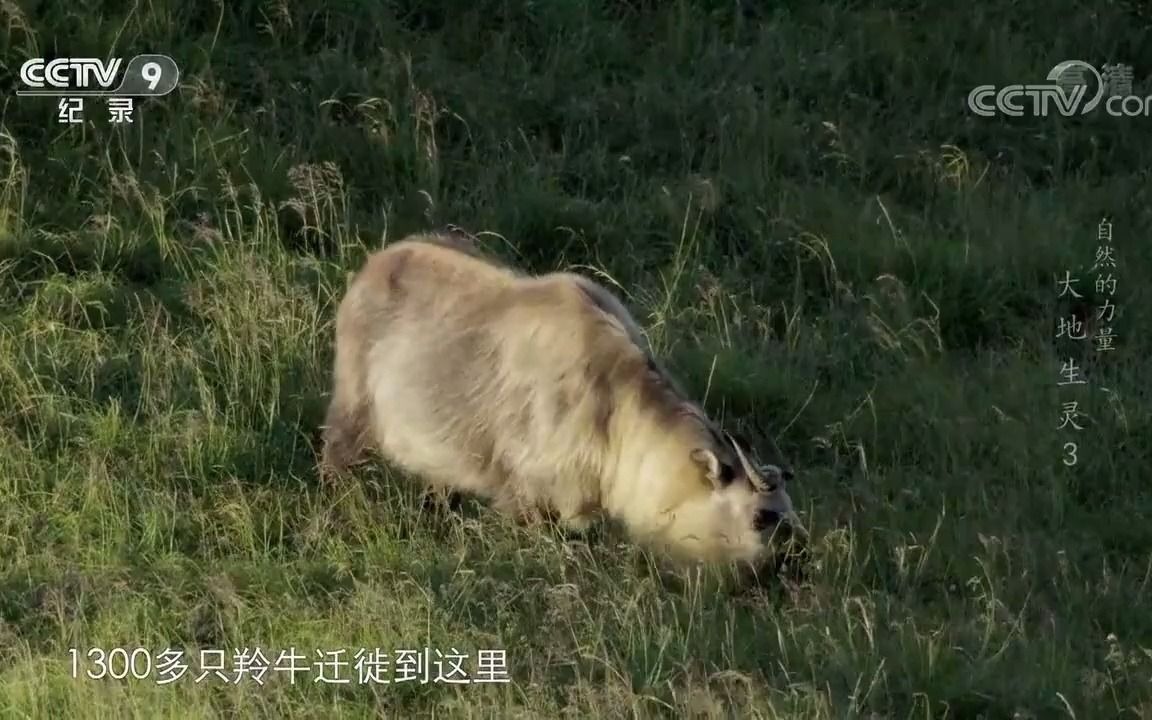 [图]羚牛有多爱吃？光吃草就能吃到一吨重！《自然的力量·大地生灵》第三集【CCTV纪录】