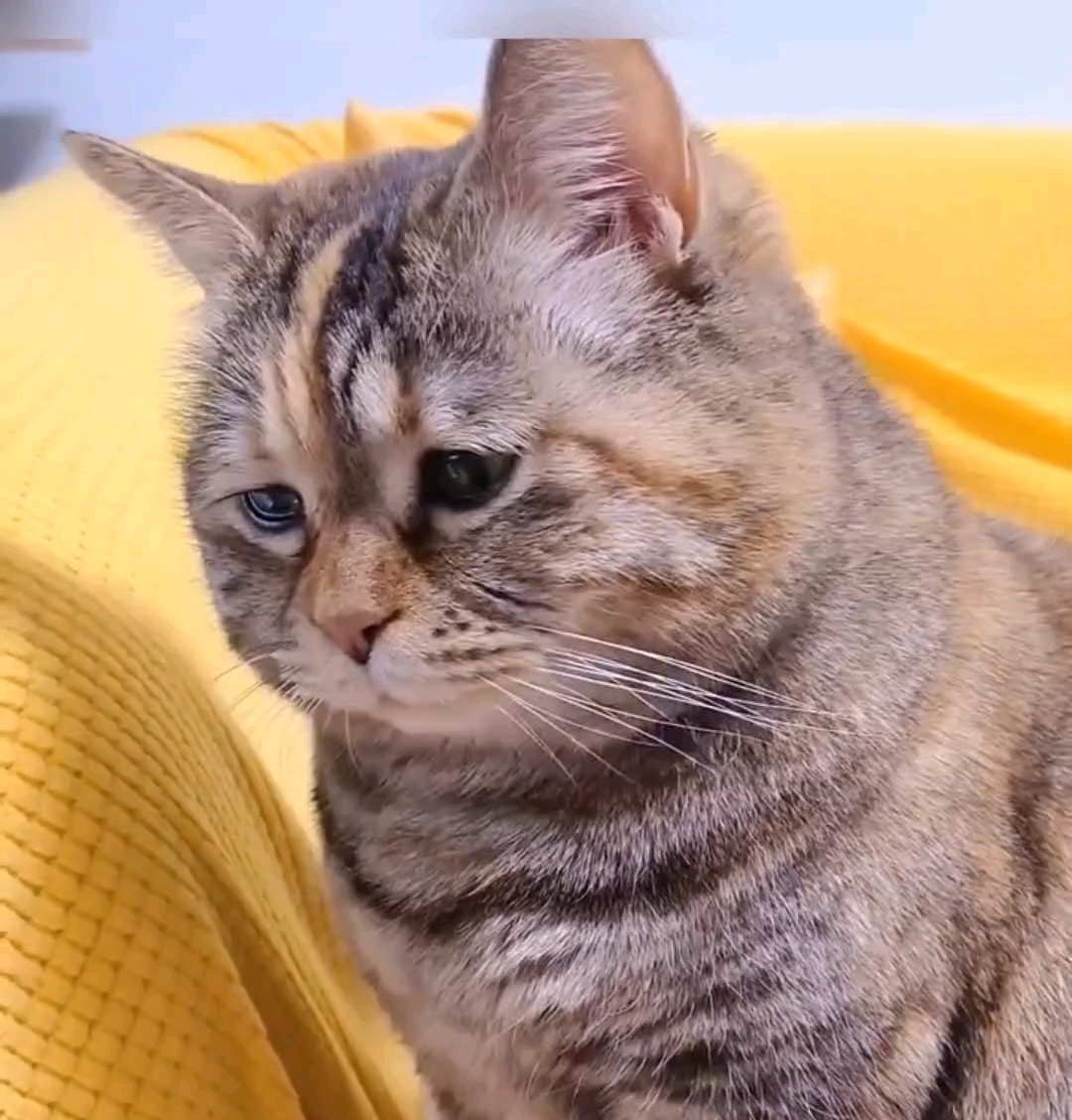 失恋了有点忧伤的胖宝宝