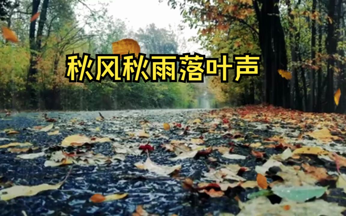 秋风秋雨落叶图片图片