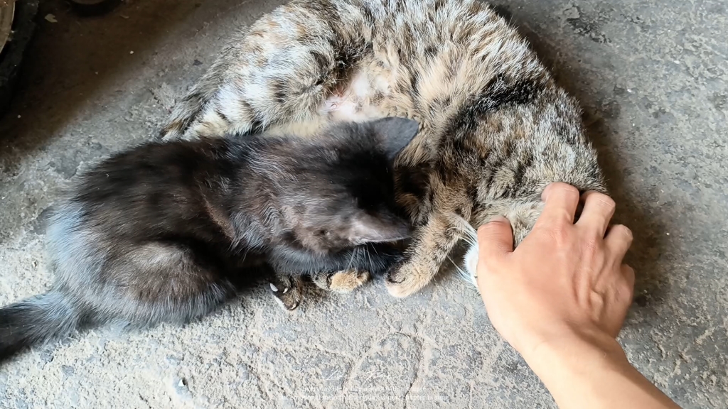 狸花咪咪哺乳小黑猫咪