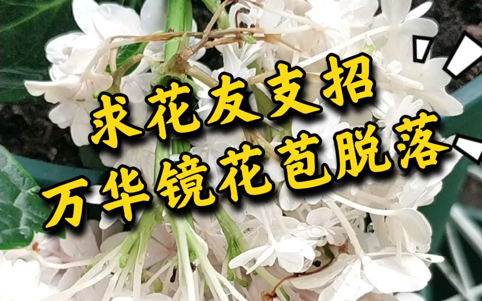 求大神支招,万华镜绣球这个花苞为什么会莫名脱落?