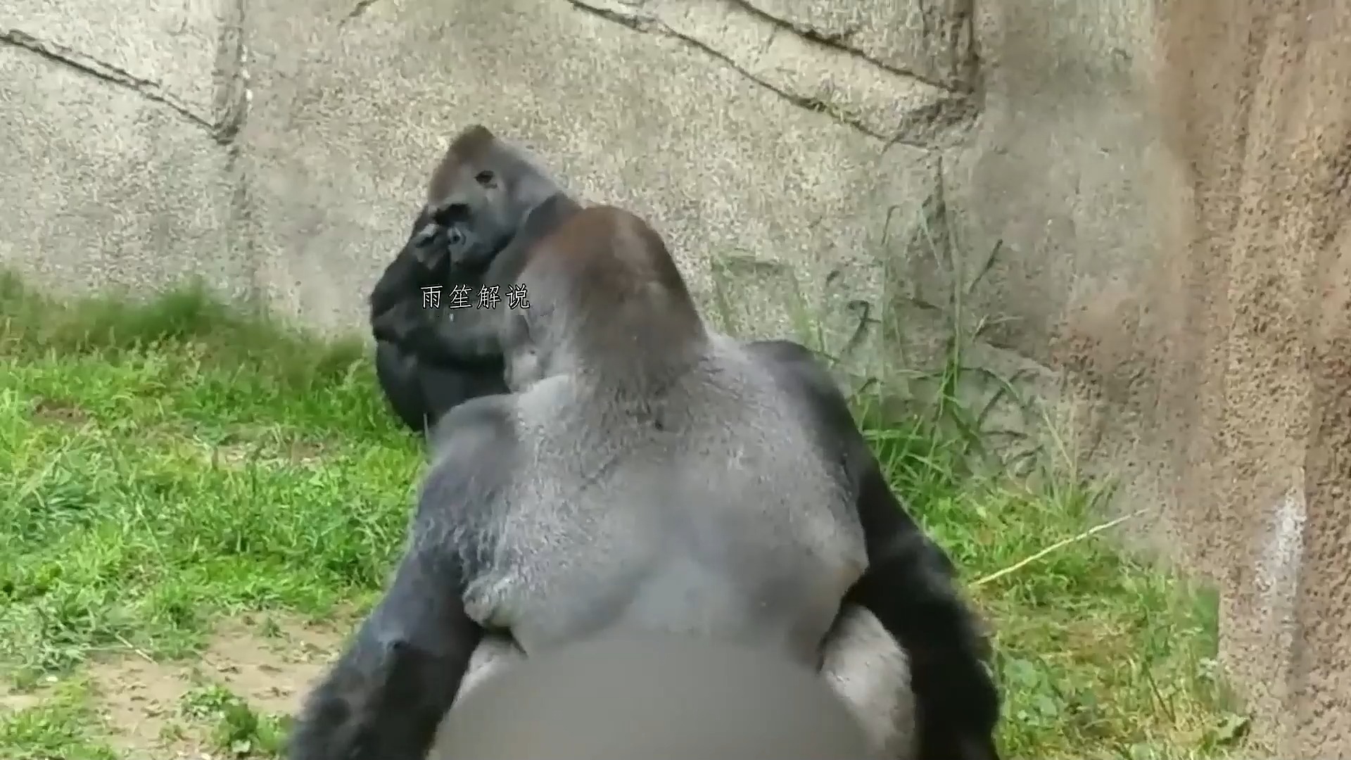 南宁神兽丢那猩,凭借一己之力,带动整个动物园的人气!