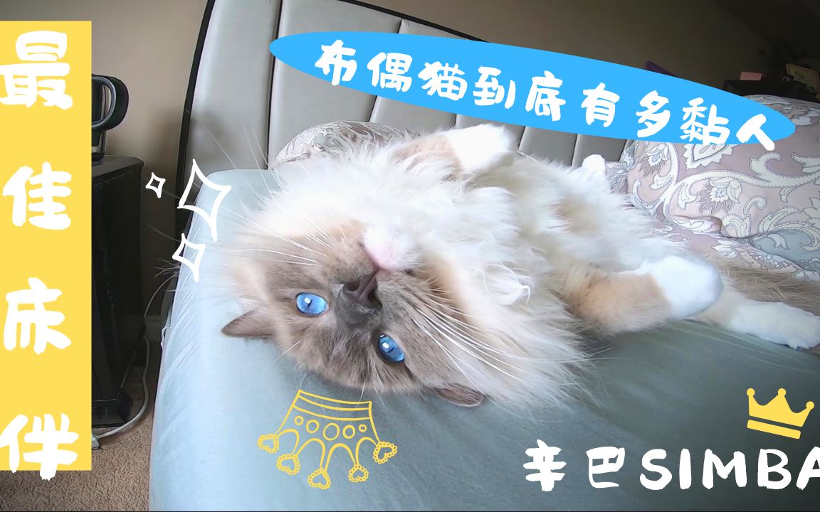 【辛巴Simba】布偶猫到底有多黏人?第二弹之最佳床伴{蓝色手套布偶)哔哩哔哩bilibili